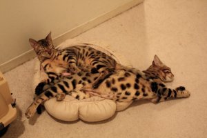BEGKittiesIMG_1242.jpg