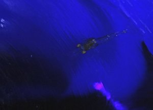 kshrimp8blue.jpg