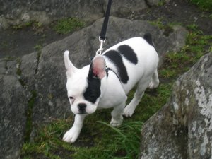merlinbabypuppy.jpg