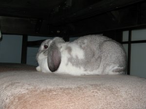 Hannah bunny1.jpg