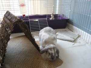 Hannah bunny2.jpg