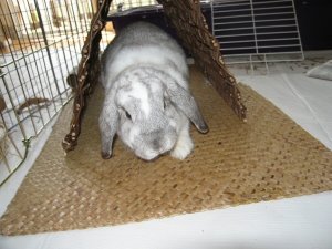 Hannah bunny3.jpg