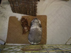 hannah bunny 5.jpg