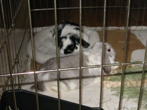 otto snuggles in his bed.jpg