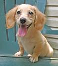 happpeee dachie.jpg