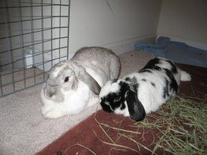bunnies napping 4.jpg