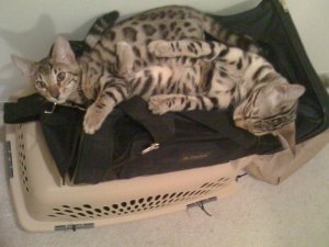 BEGsBadKittyPics1.jpg
