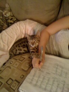 BEGsBadKittyPics3.jpg