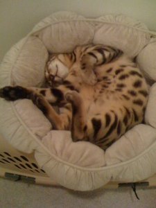 BEGsBadKittyPics4.jpg
