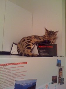 BEGsBadKittyPics6.jpg