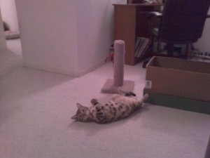 BEGsBadKittyPics8.jpg