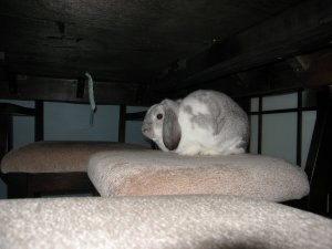 Hannah bunny4.jpg