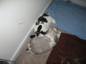 bunnies napping 3.jpg