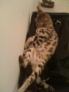 BEGsBadKittyPics2.jpg