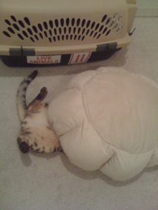 BEGsBadKittyPics5.jpg