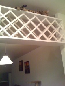 BEGsBadKittyPics7.jpg