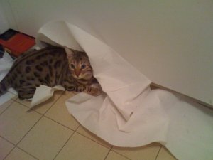BEGsBadKittyPics12.jpg