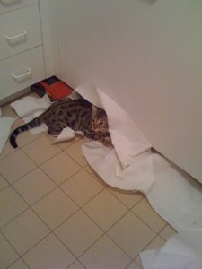 BEGsBadKittyPics11.jpg