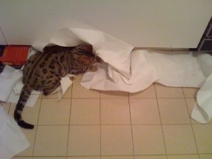 BEGsBadKittyPics13.jpg