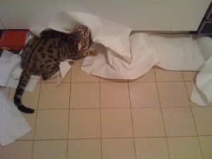 BEGsBadKittyPics14.jpg