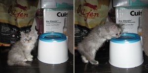 Kitty-Drinking Water.jpg