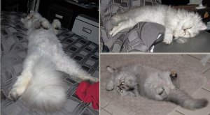 Kitty-StretchedSleeping.jpg