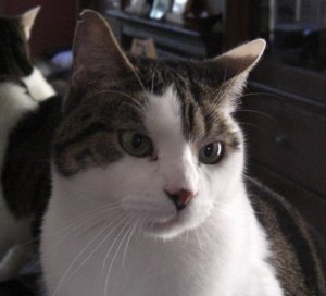 Meow5y.jpg