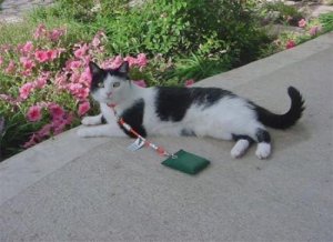 stupidpetproductcat99988.jpg