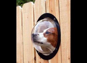0doggiewindow.jpg