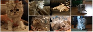 KittyCollage.jpg