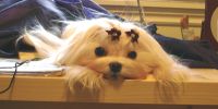 SparkleMaltese.jpg