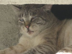 wellscute31.jpg