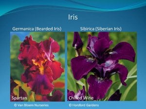 German Iris Spartan and Chilled Wine.jpg