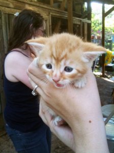 kitten4weeksoldr.jpg