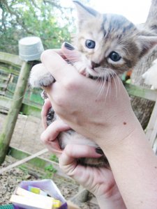 kittens4weeksold 001.JPG