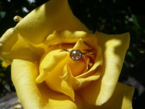 Moon-YellowRose0114-sm.jpg