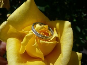 AD-YellowRose0103-sm.jpg