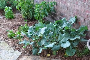 LTPVeggieGarden.jpg