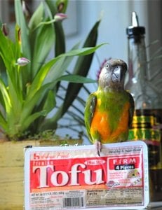 tofuparrot.jpg