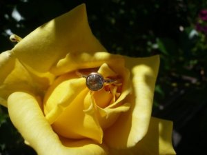 Aqua-YellowRose0118-sm.jpg