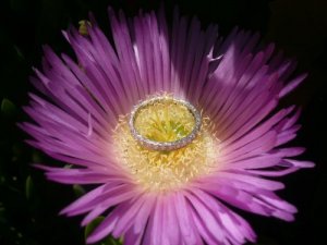 AD-PurpleBloom0100-sm.jpg