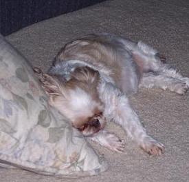 Heidi Sleeping.JPG