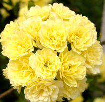 carnation-wedding-bouquet.jpg