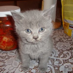 crkittyspinel111.JPG