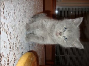 CRkittyspinel222.JPG