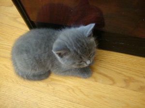 CRkittysleep101.JPG