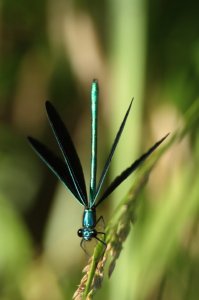 PS_damselfly0001.jpg