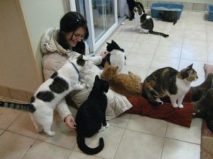 catroomhavenps.jpg