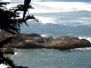 capeperpetuaspoutinghorn1.JPG