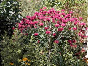 Monarda Raspberry Wine.jpg